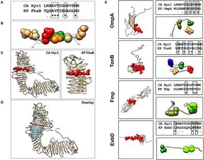 Monoclonal IgM Antibodies Targeting Candida albicans Hyr1 Provide Cross-Kingdom Protection Against Gram-Negative Bacteria